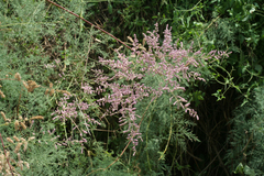 Tamarix laxa