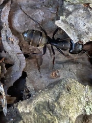 Camponotus pennsylvanicus