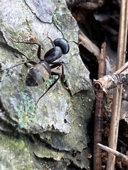 Camponotus pennsylvanicus