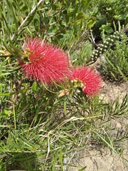 Melaleuca linearis linearis