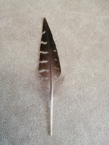 Plume de Canard pilet