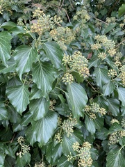 Hedera helix