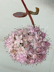 Hylotelephium sieboldii