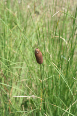 Typha laxmannii