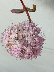 Hylotelephium sieboldii