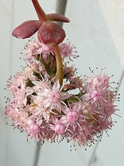 Hylotelephium sieboldii