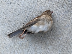 Spizella pusilla