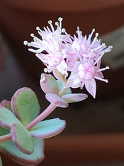 Hylotelephium sieboldii