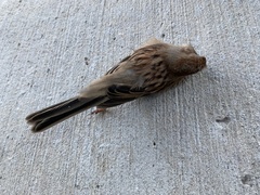 Spizella pusilla
