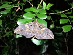 Ischyja ferrifracta