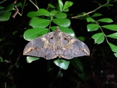 Ischyja ferrifracta