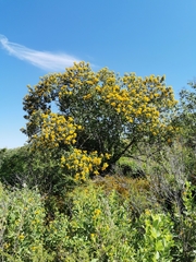 Dendroviguiera quinqueradiata