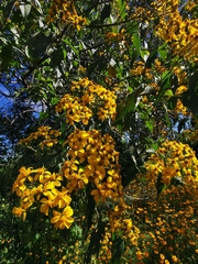 Dendroviguiera quinqueradiata