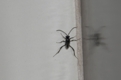 Evania appendigaster