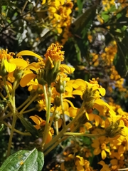 Dendroviguiera quinqueradiata