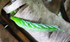 Macroglossum vicinum