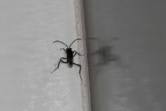 Evania appendigaster