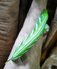Macroglossum vicinum
