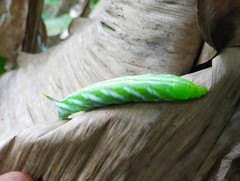 Macroglossum vicinum