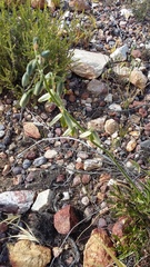 Albuca suaveolens