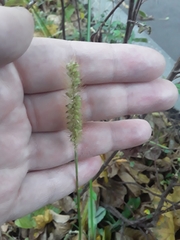 Setaria pumila