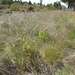 Red Fescue - Photo (c) Forest and Kim Starr, some rights reserved (CC BY)