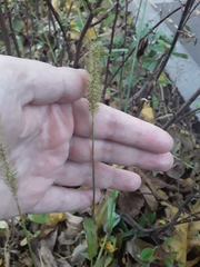 Setaria pumila