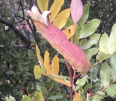 Baizongia pistaciae