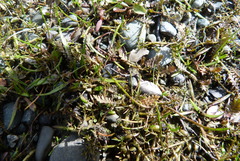 Lilaeopsis ruthiana