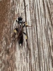 Ichneumon stramentarius