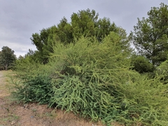 Vachellia caven image