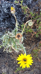 Arctotis lanceolata
