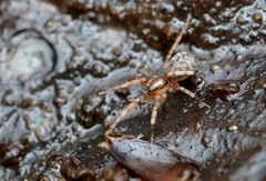 Phrurotimpus alarius