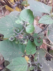 Solanum nigrum