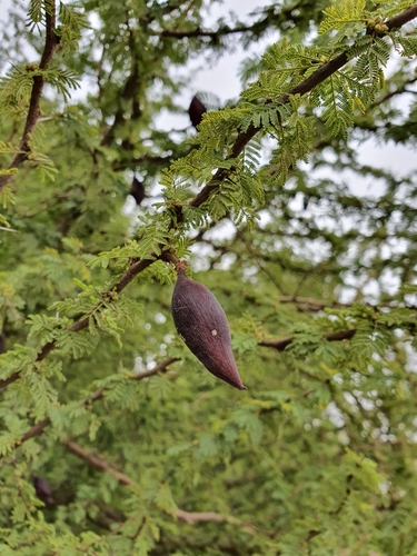 Vachellia caven image