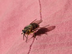 Philoliche spiloptera
