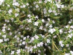 Thymus mongolicus