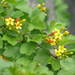 Ribes aureum - Photo (c) peganum, algunos derechos reservados (CC BY-SA)