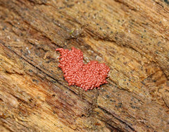 Arcyria stipata