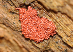 Arcyria stipata