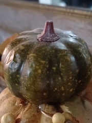 Cucurbita maxima maxima