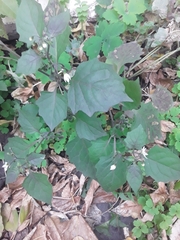 Solanum nigrum