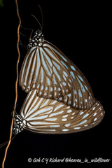 Ideopsis vulgaris macrina