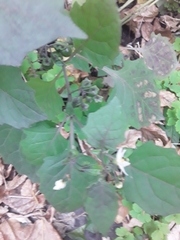 Solanum nigrum