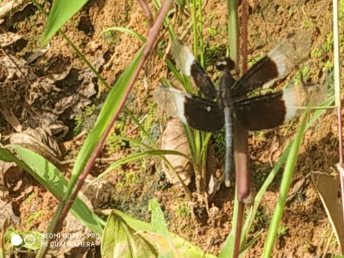 Pied Paddy Skimmer