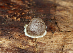 Reticularia splendens