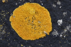 Variospora thallincola