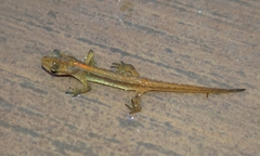 Lissotriton schmidtleri