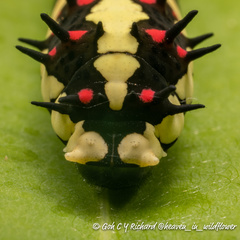 Papilio clytia clytia