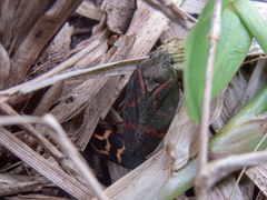Deois flexuosa